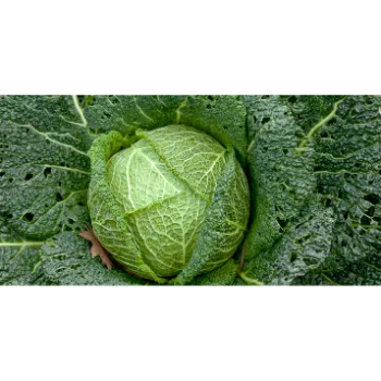 Cabbage (31)-6879234-60533.webp
